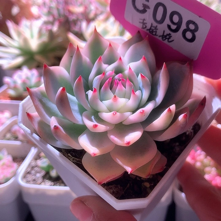 吉娃娃覆轮锦有根