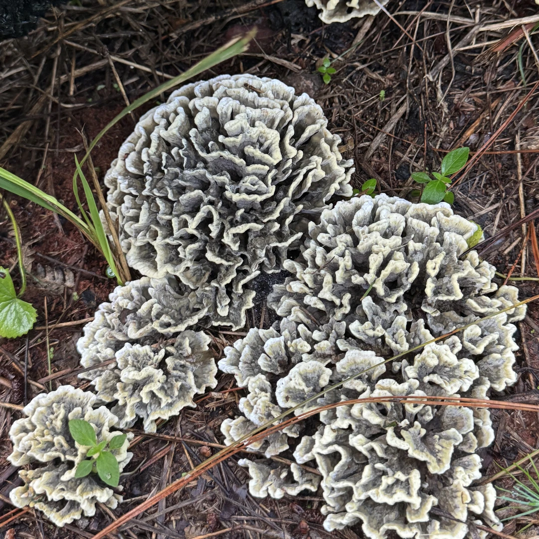 正宗宜良小哨特产野生干巴菌菌子产地现采现发香味独特美味