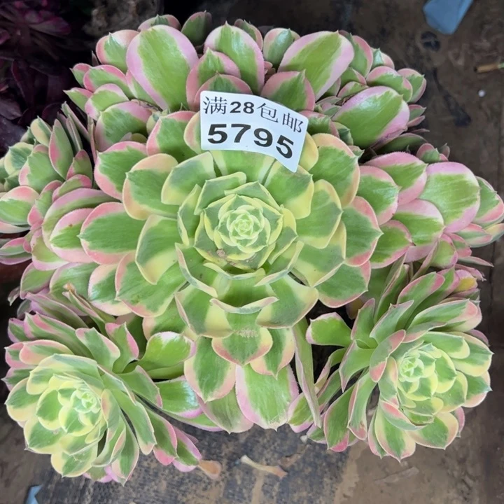 5795白凤多肉植物