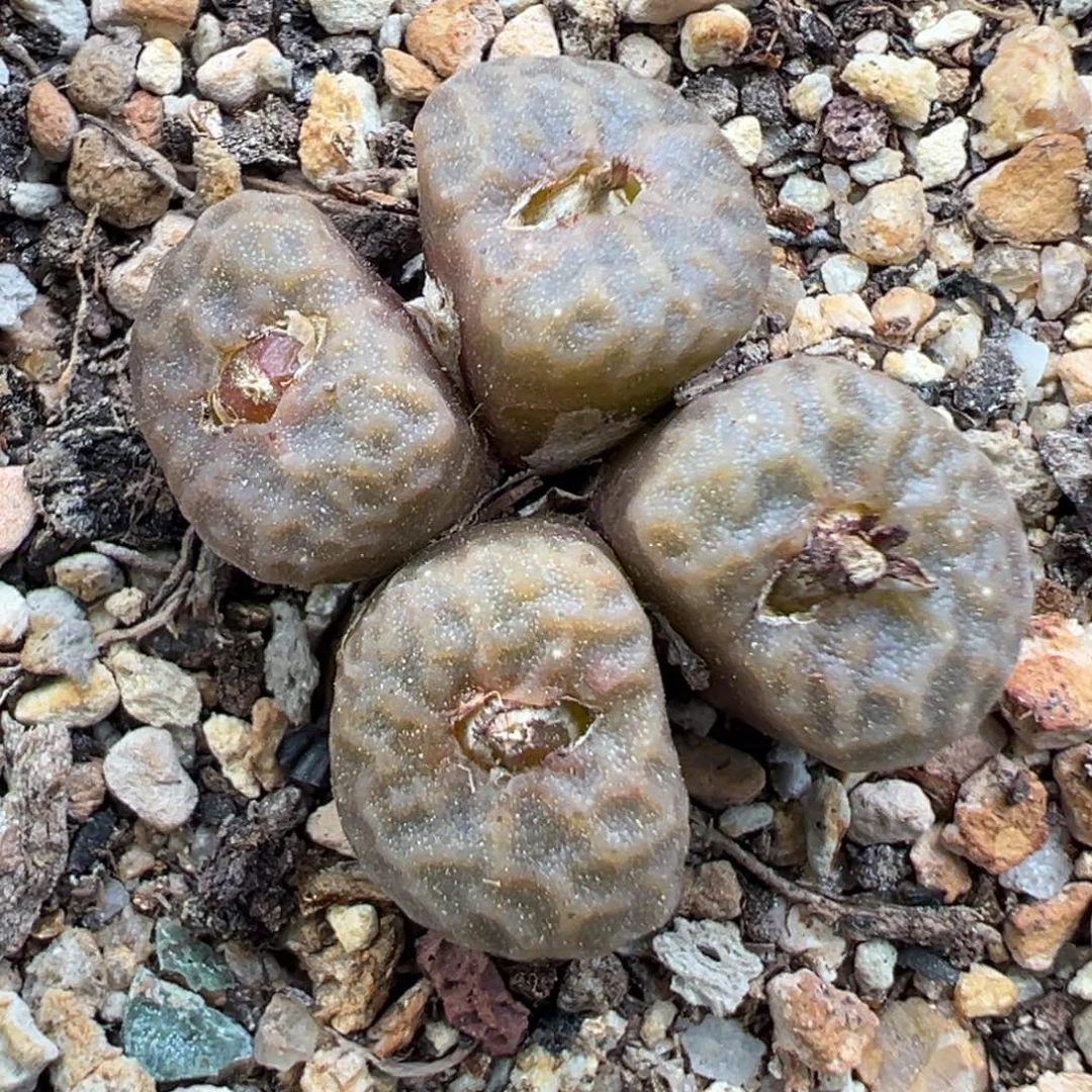 11.20好看的多肉脱土发货920