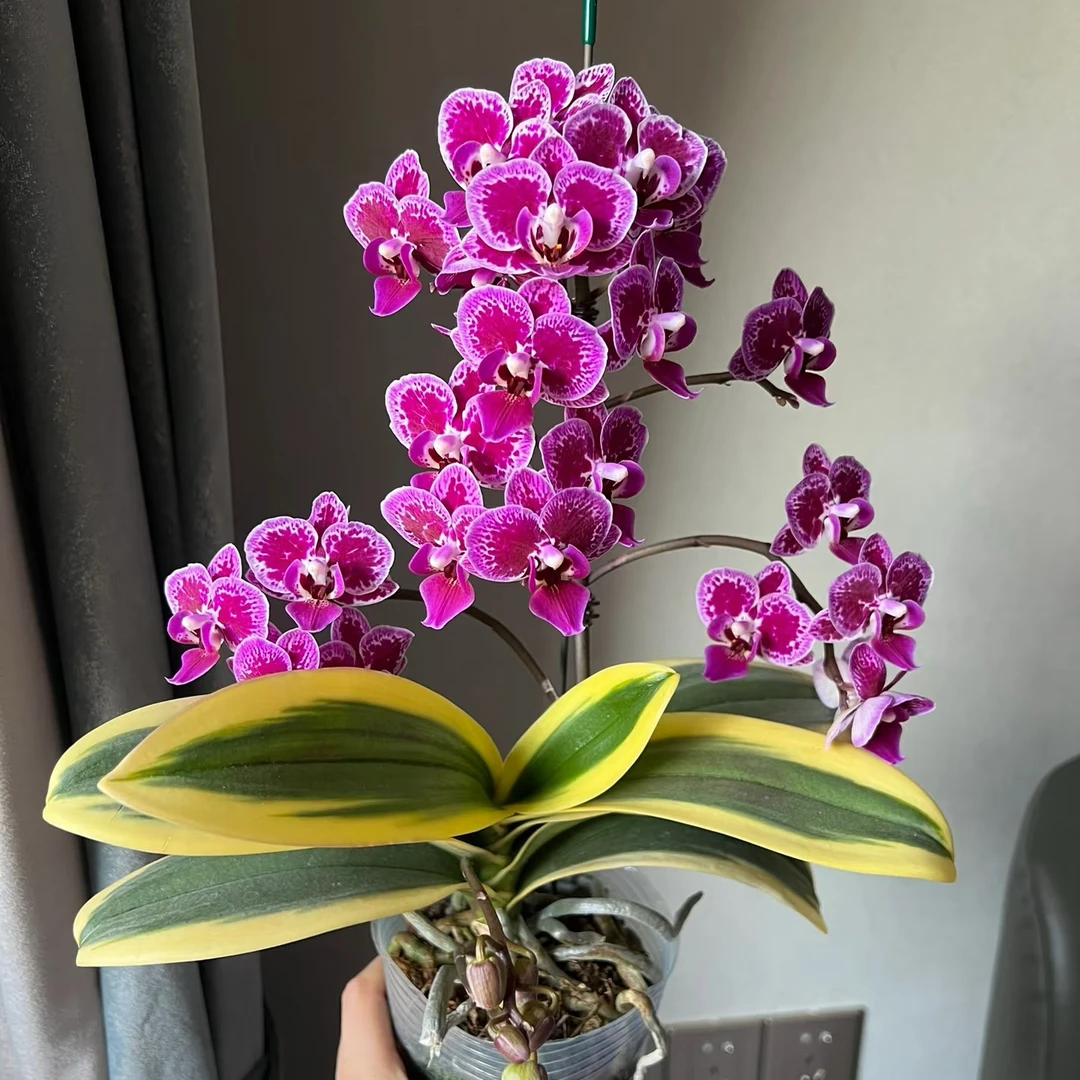 金边蔓越莓蝴蝶兰直播间专属链接赠专用营养液