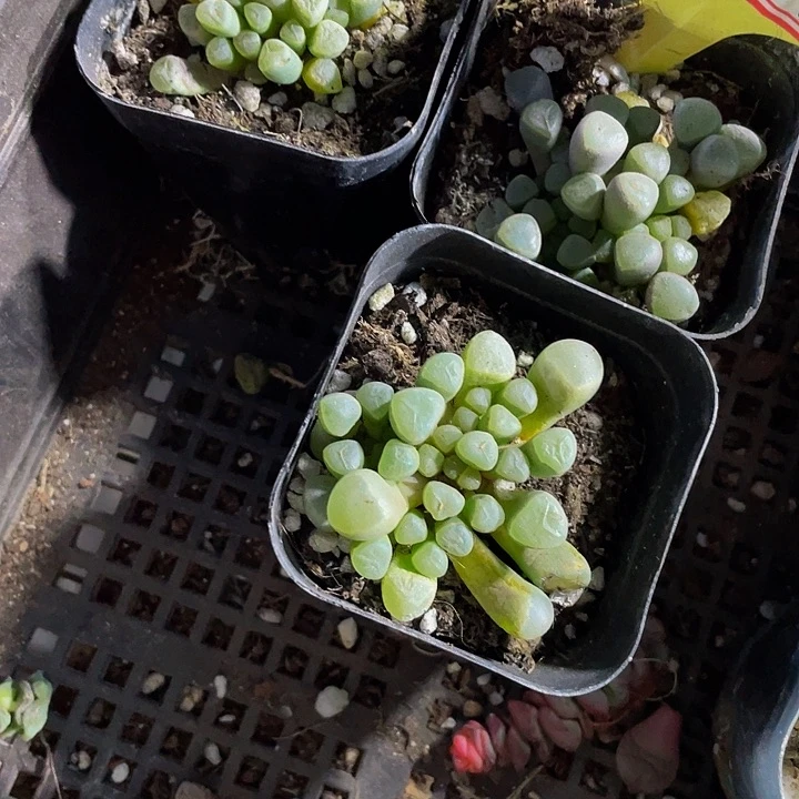 五十铃玉2.8带盆