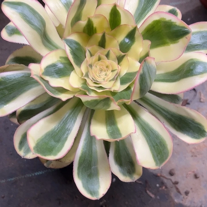 多肉植物燕姿锦…………