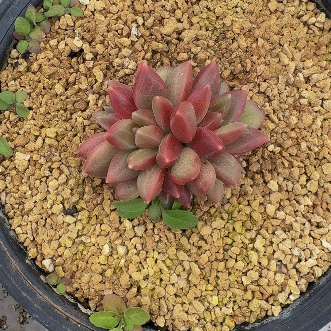迷雾泡泡 一物一拍
