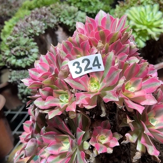 布****多肉植物一个女巫324