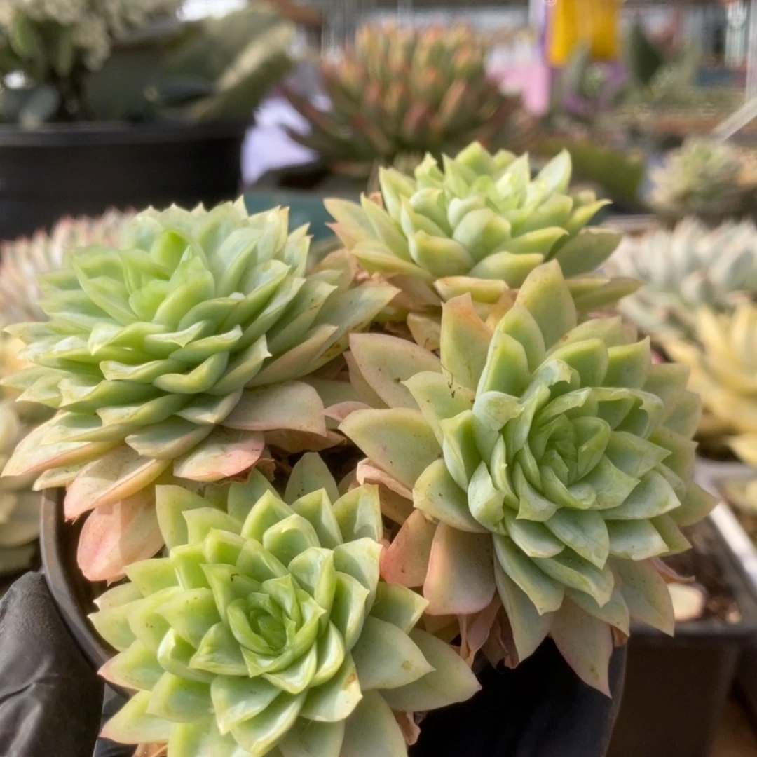 410冰玫锦锦锦锦锦锦