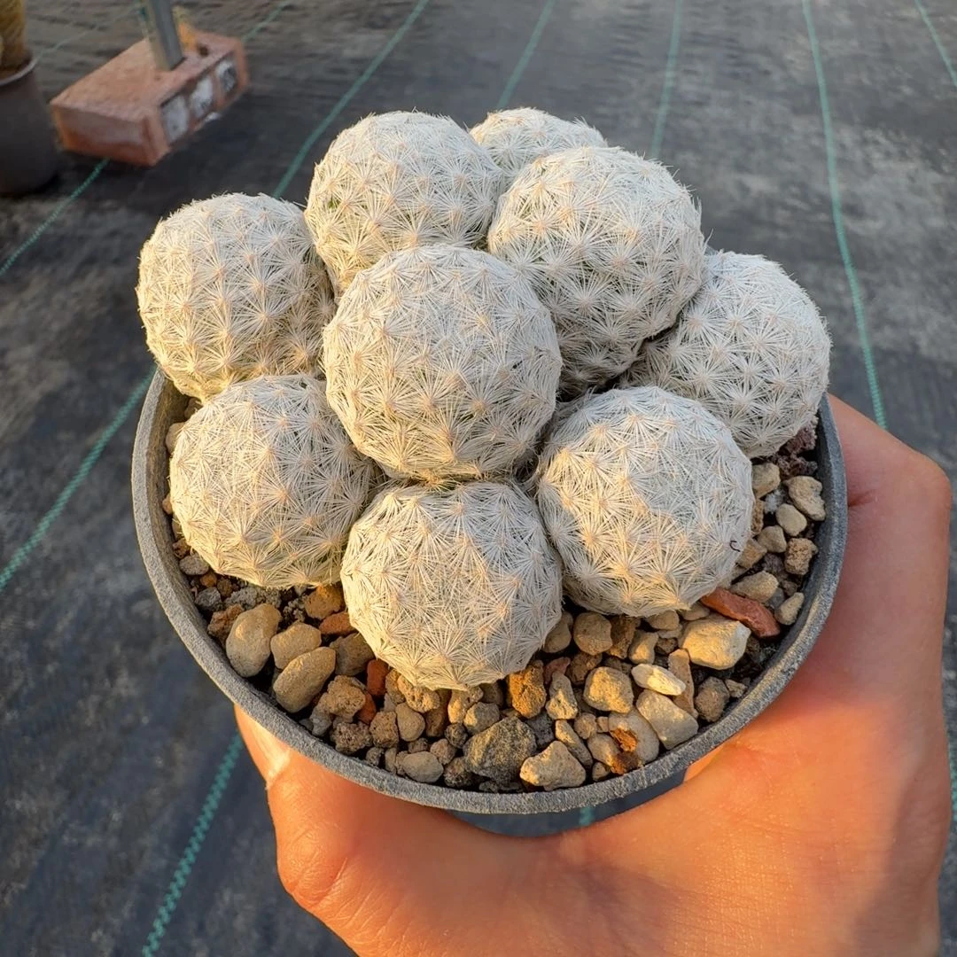 荟*植530姬春星晨夕花坊