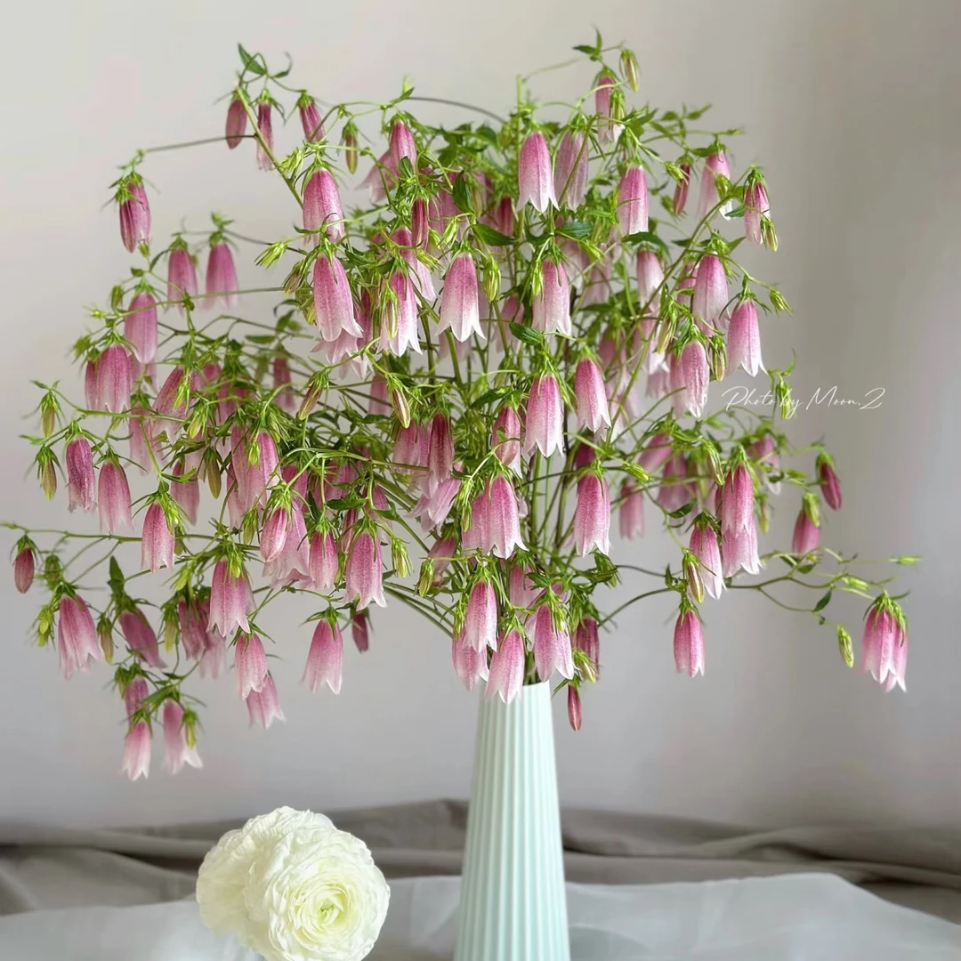 【紫斑风铃鲜花】爆花机器花期长鲜花花卉云南鲜花直发冬季家用花材