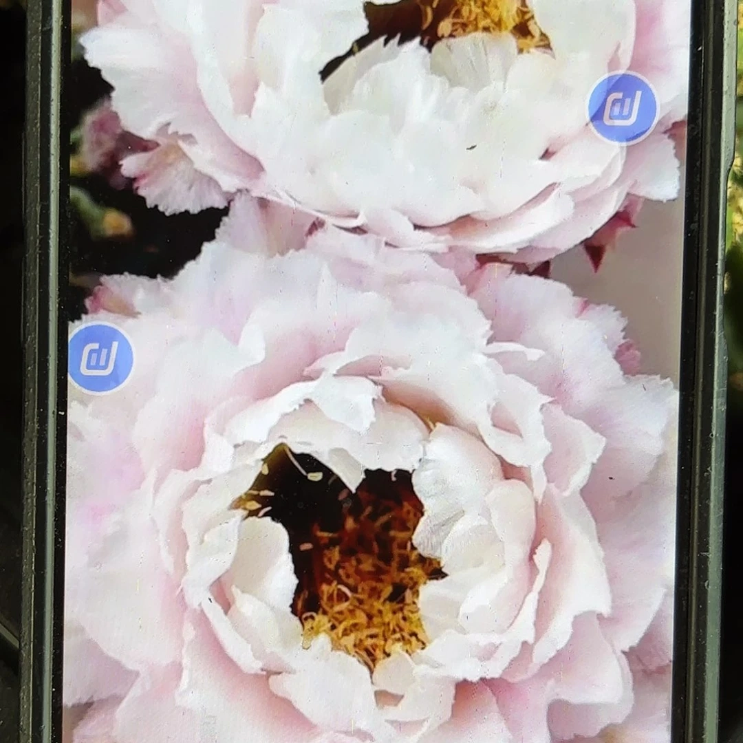 黑美人彩侧牙20包邮仙人球2