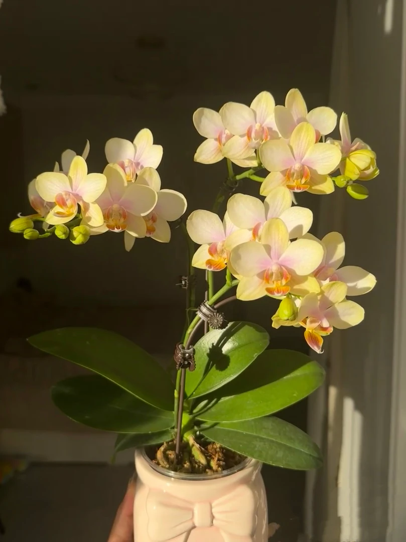 蝴蝶兰【祥云】小清新中小花丰花型3.0寸杯苗子基地直发