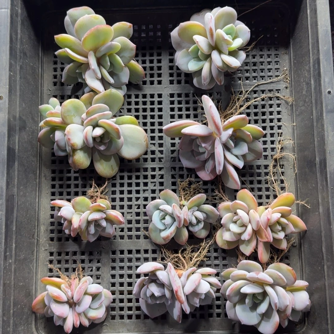 韩版奶茶双头10颗一物一拍