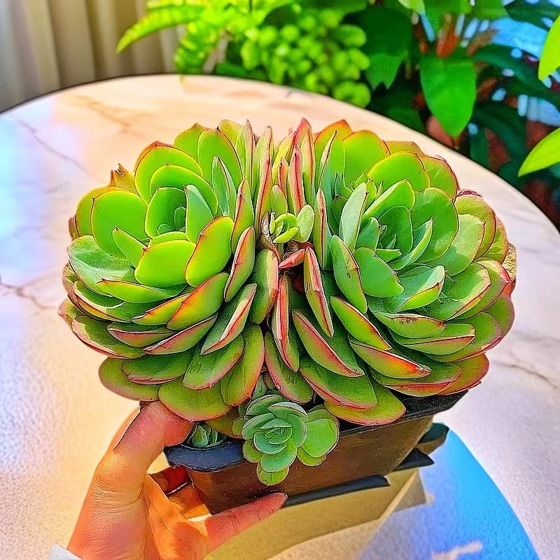 【大牡丹亭 多肉植物 】脱土发 2单包邮  花旦精品多肉基地直发