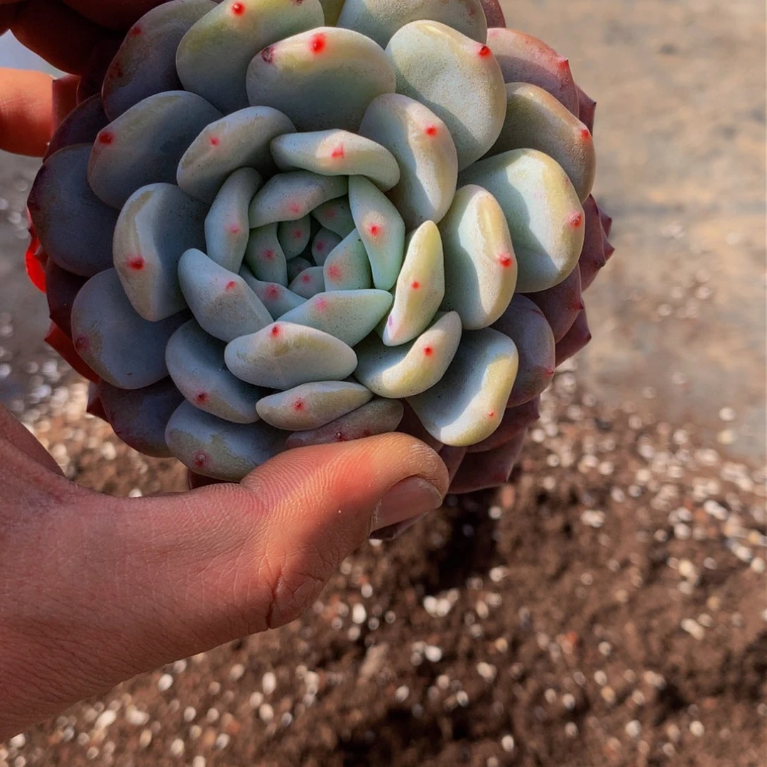 1***S小单头橙多肉植物