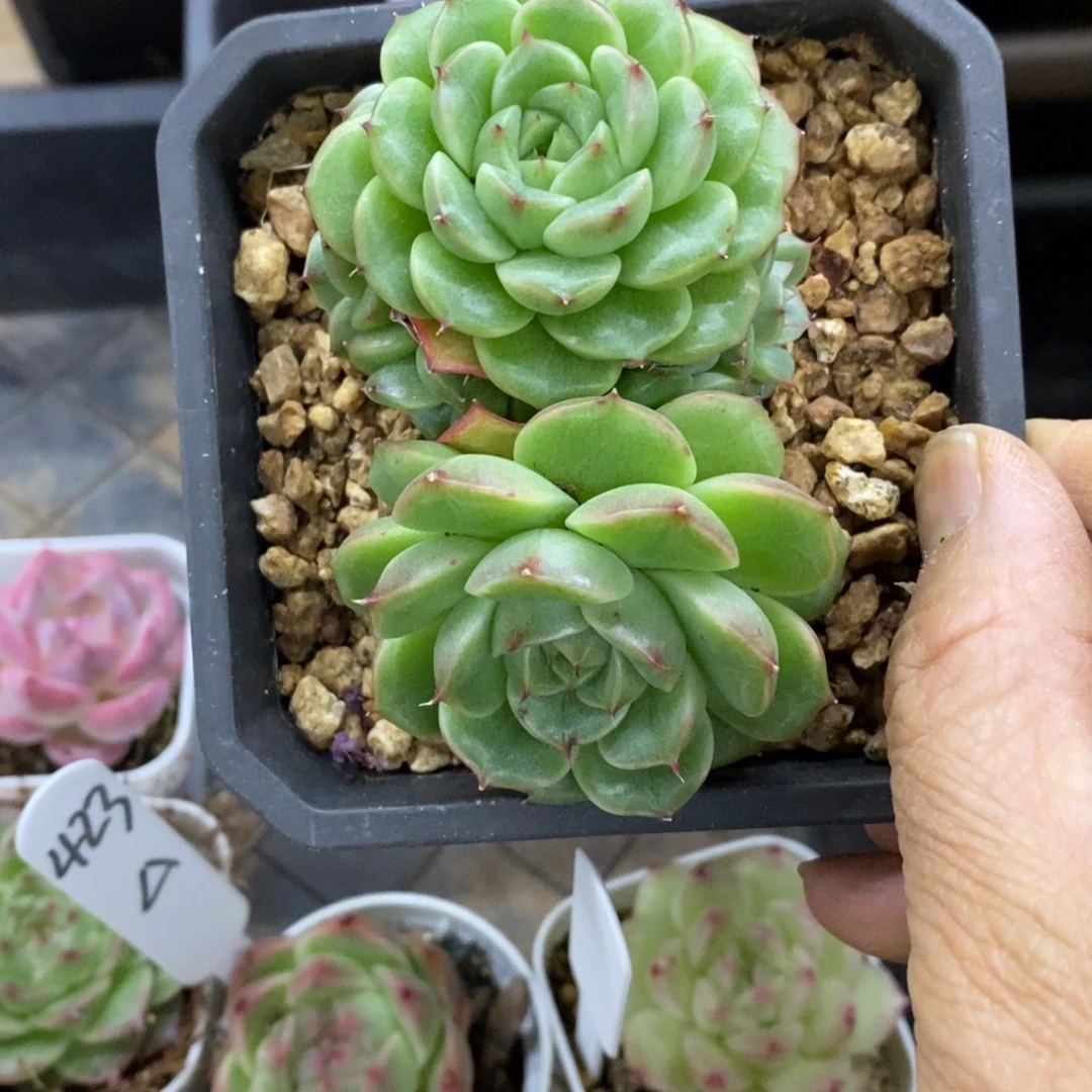 精品多肉一物一拍不包整248