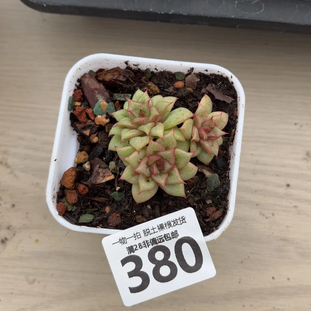 林肯玛利亚无盆土发货