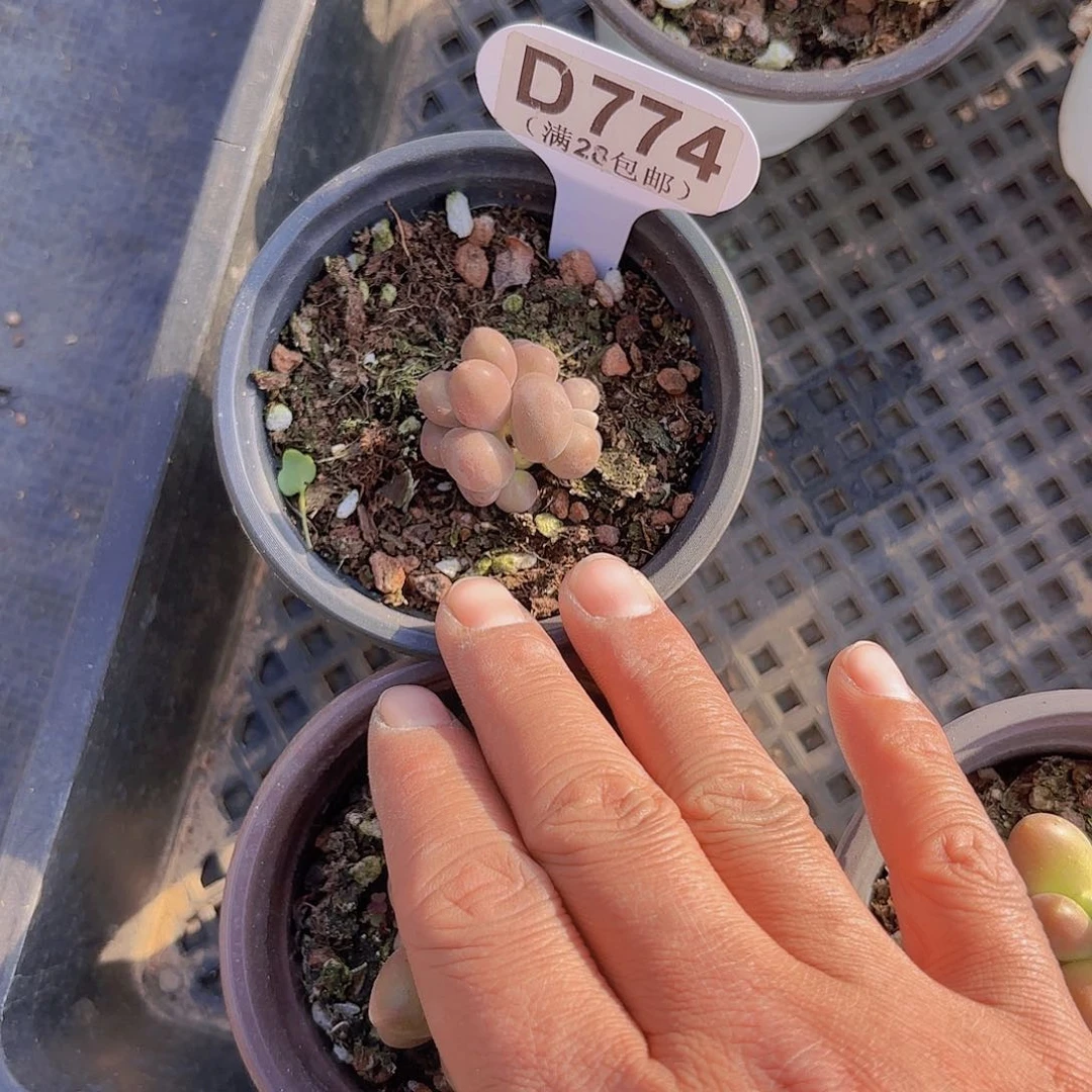 D774芒果奶一物一拍多肉