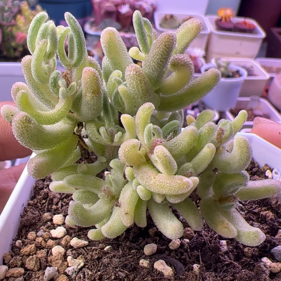 多肉植物枝干橙叶白锦