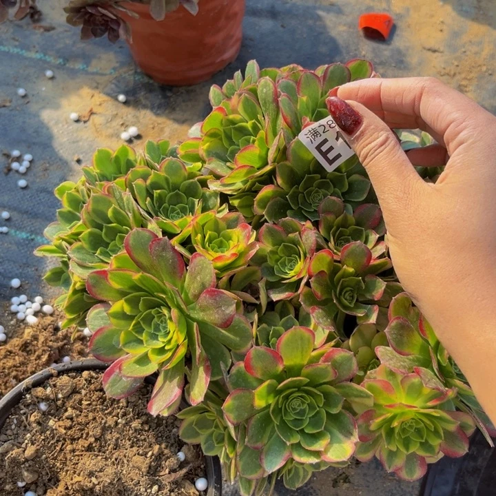 113多肉植物一物一拍