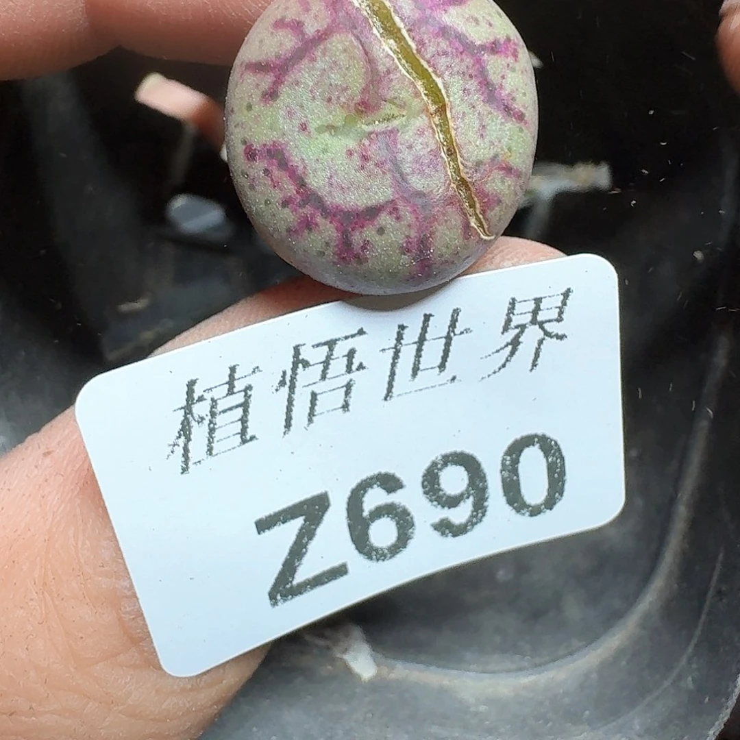 690盒多肉植物哇cv