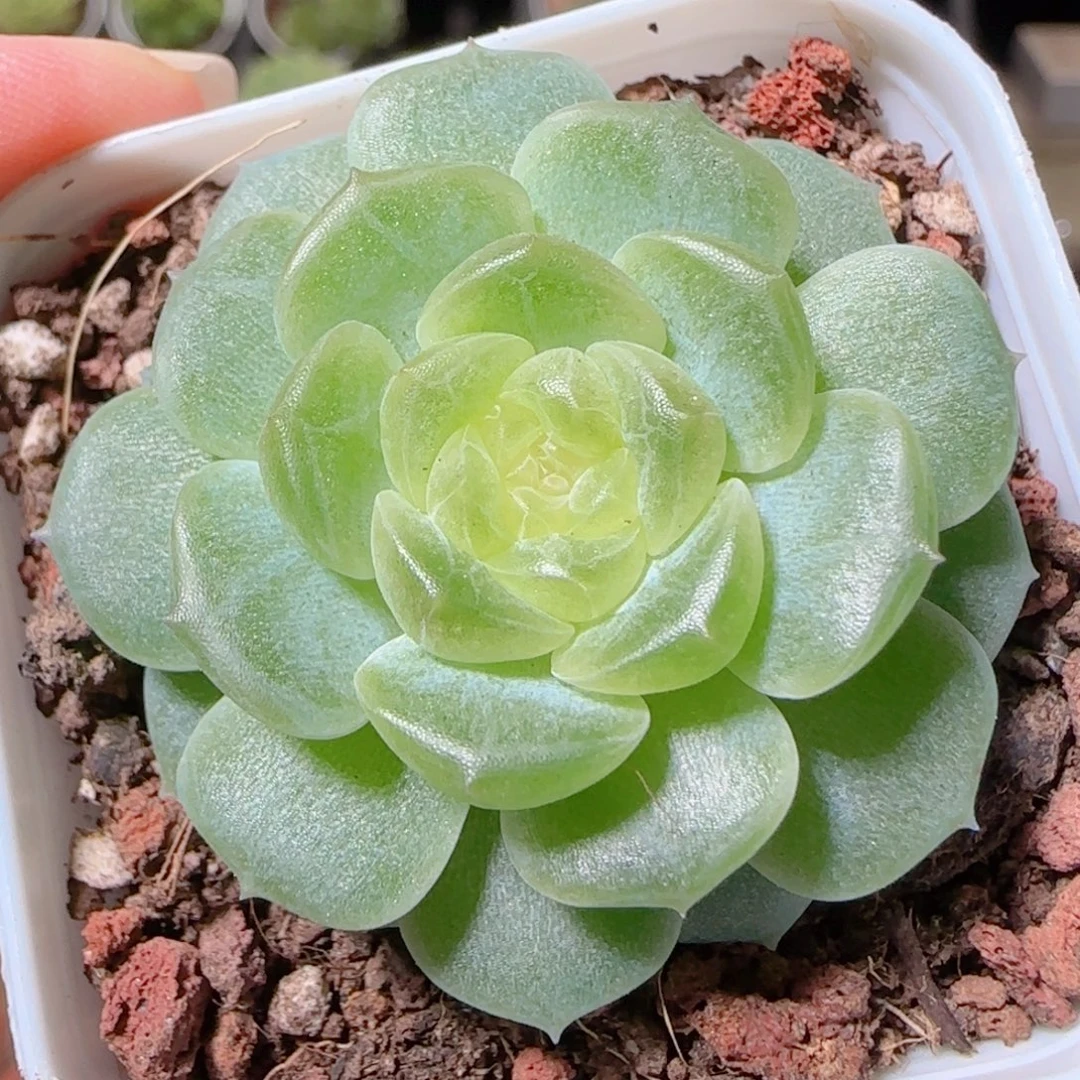 花语逸镜1022-420无尽灯