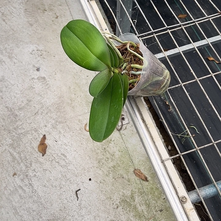 当前无花栽培后可以开花图尔坎3.0苗