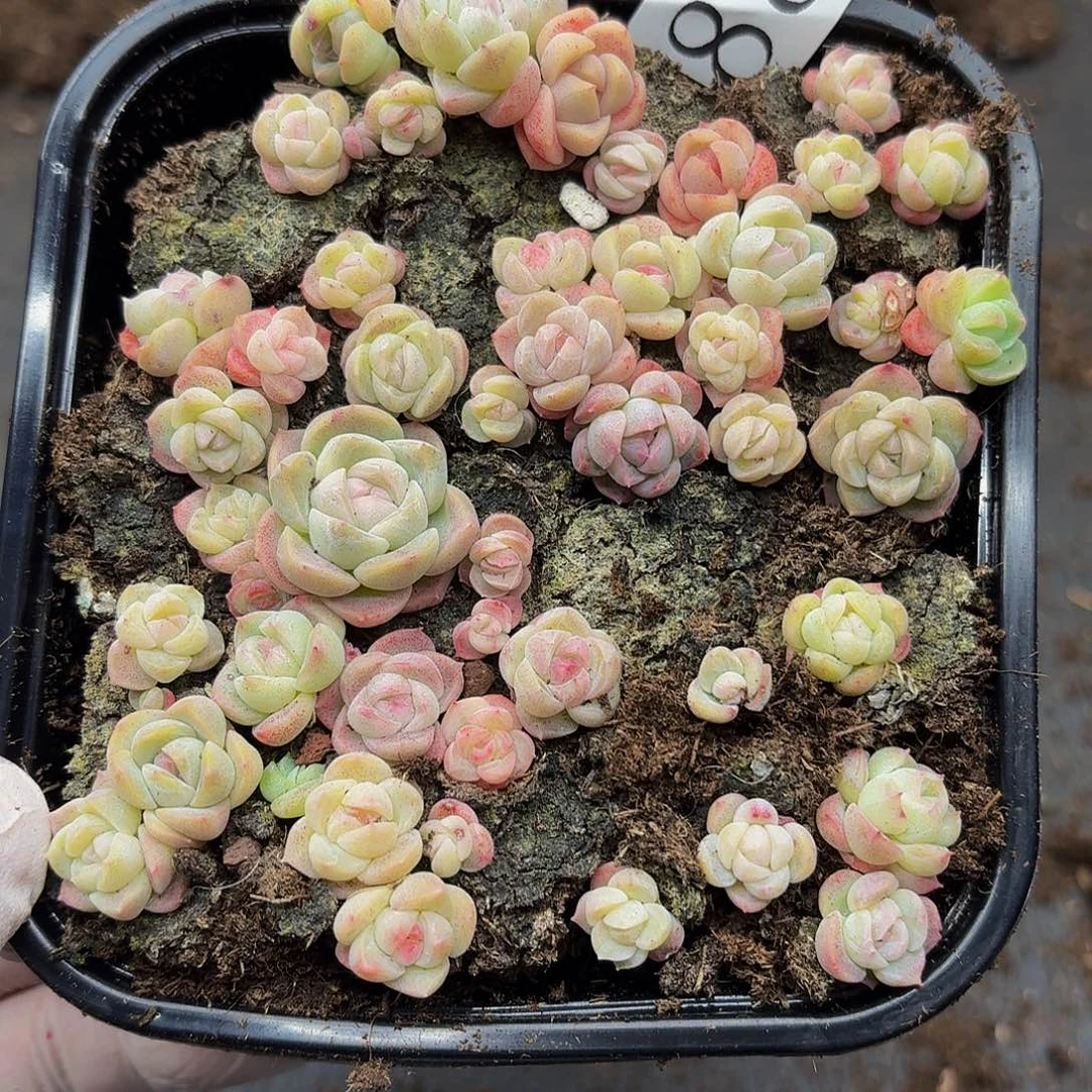 多肉植物多肉植物882