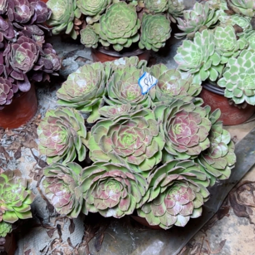 【闪购商品】万拉丝80