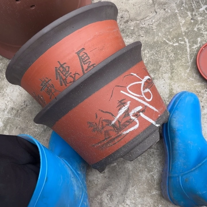 花盆紫砂紫砂的花