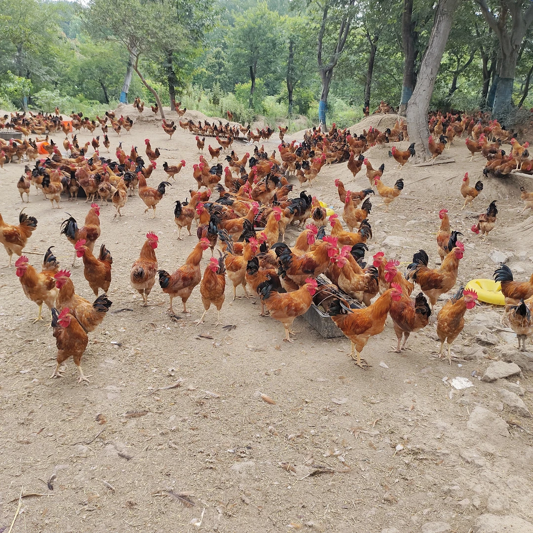 【顺丰朱堂散养土鸡】肉质紧实香高味鲜公鸡健康现杀现发新鲜