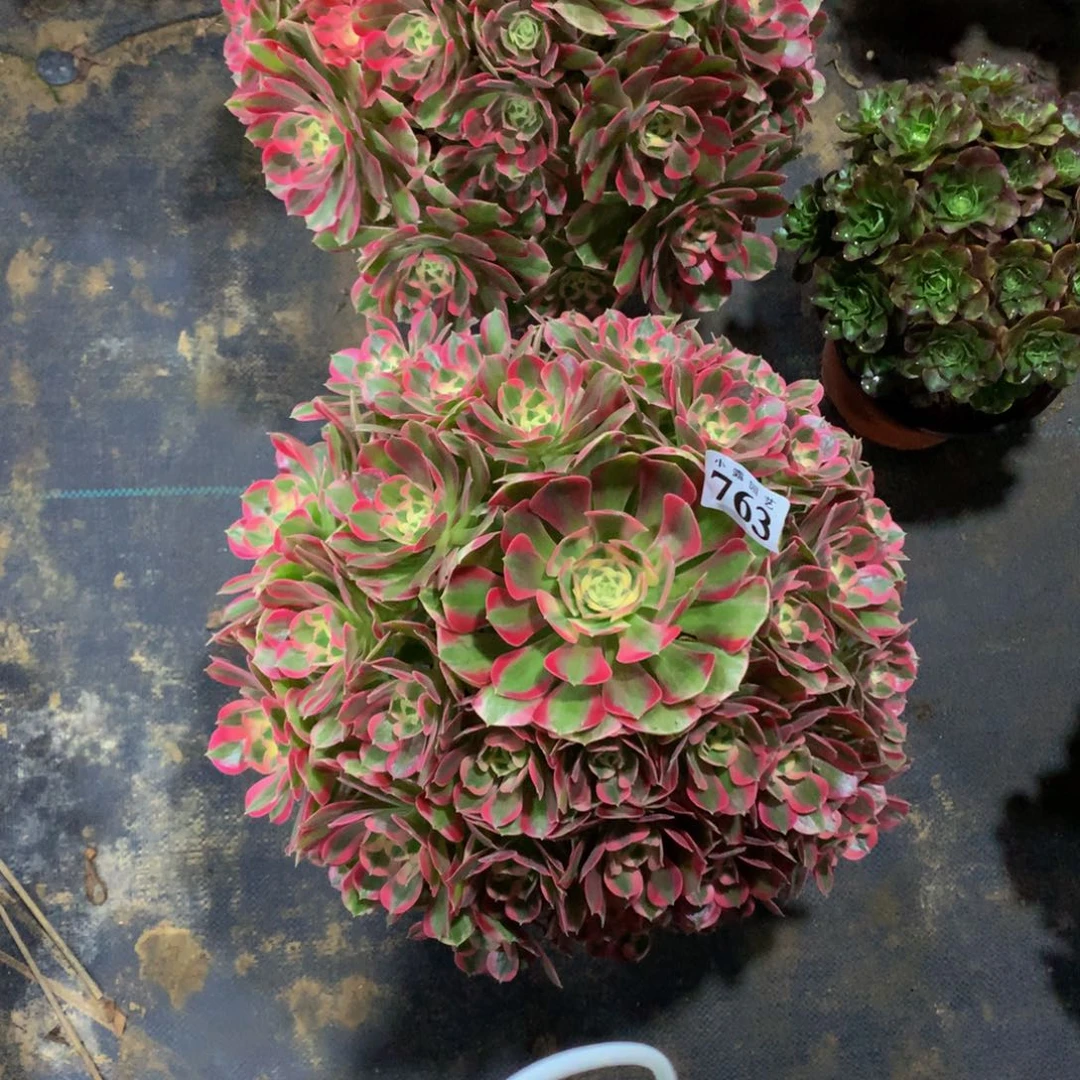 素*多肉植物763七彩石8888888