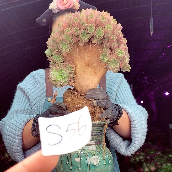 柒柒精品多肉脱土发货不包断侧枝S56
