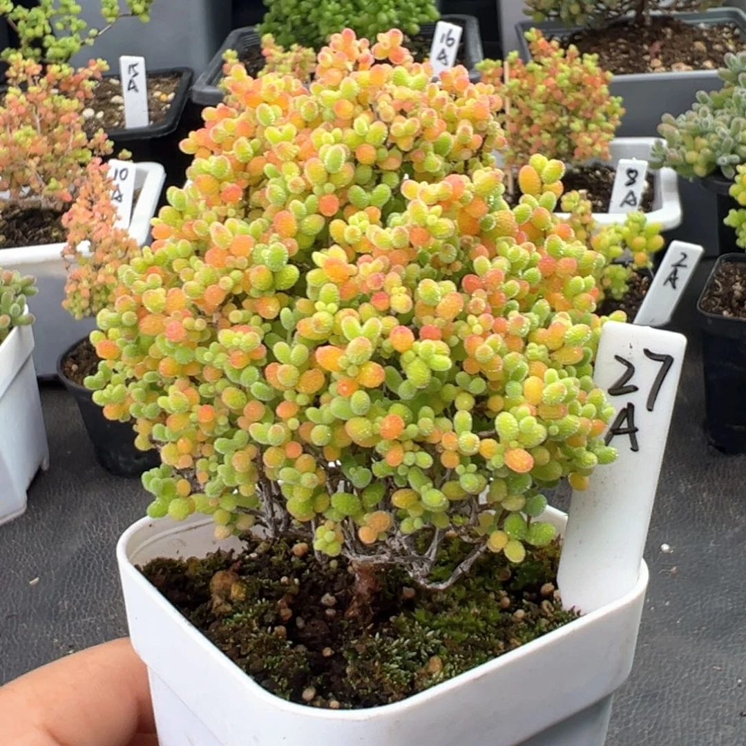 精控蜜橘糖球27号