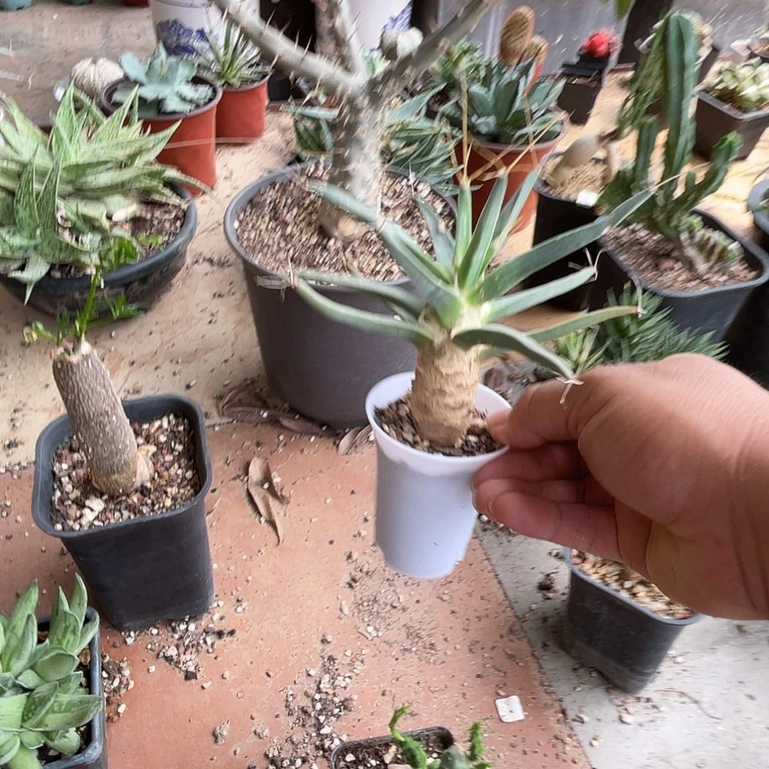 实生光山四大名球之一