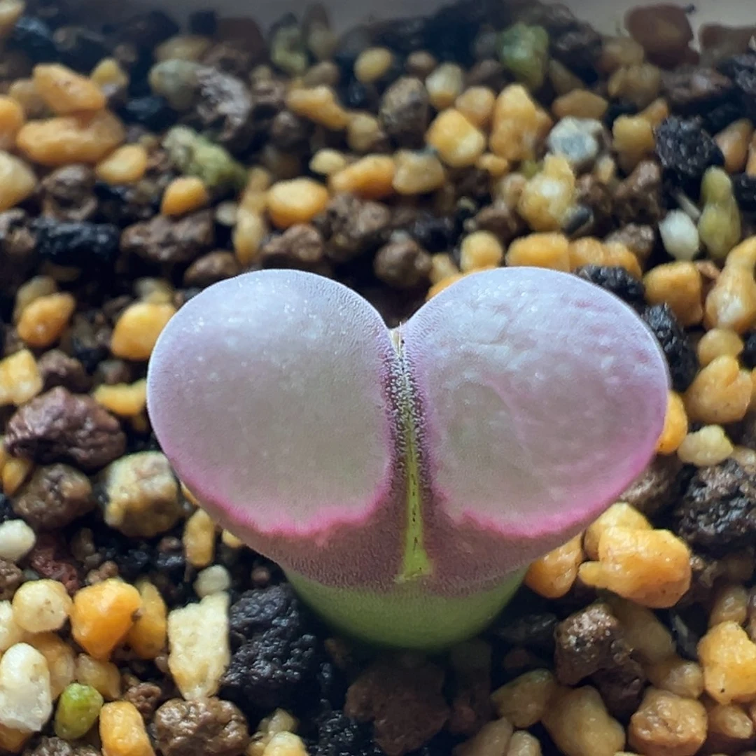 无花朵实生风铃玉11