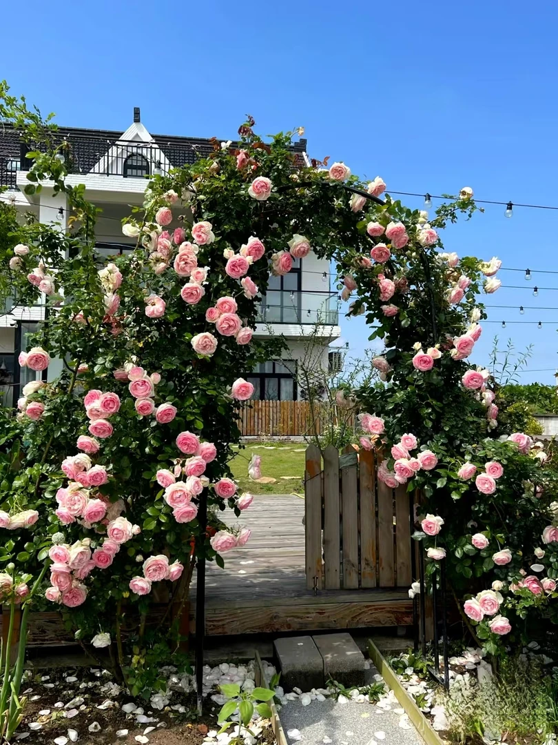 去盆带护根土母本大苗【粉色龙沙宝石】藤本群开阳台本丰花橙色月季