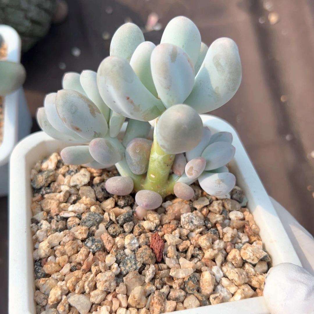 无花朵米可奶111111111