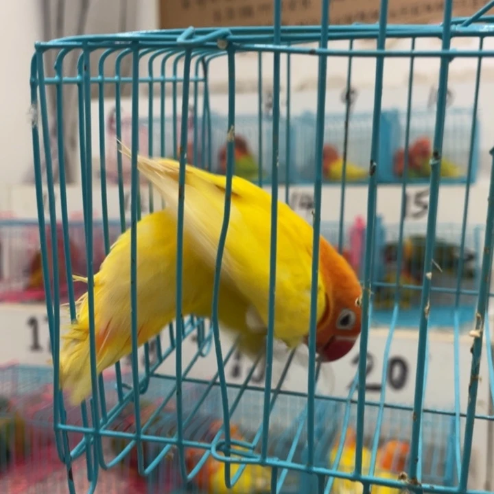 ?**?牡丹鹦鹉断奶一只