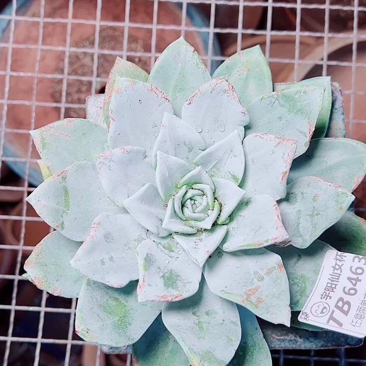 6463大圆叶仙女杯多肉