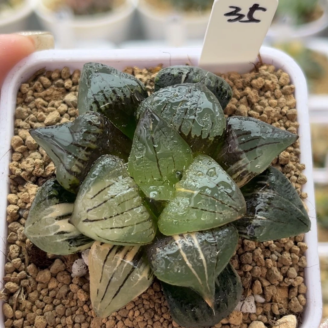 35红纹寿锦十二卷多肉