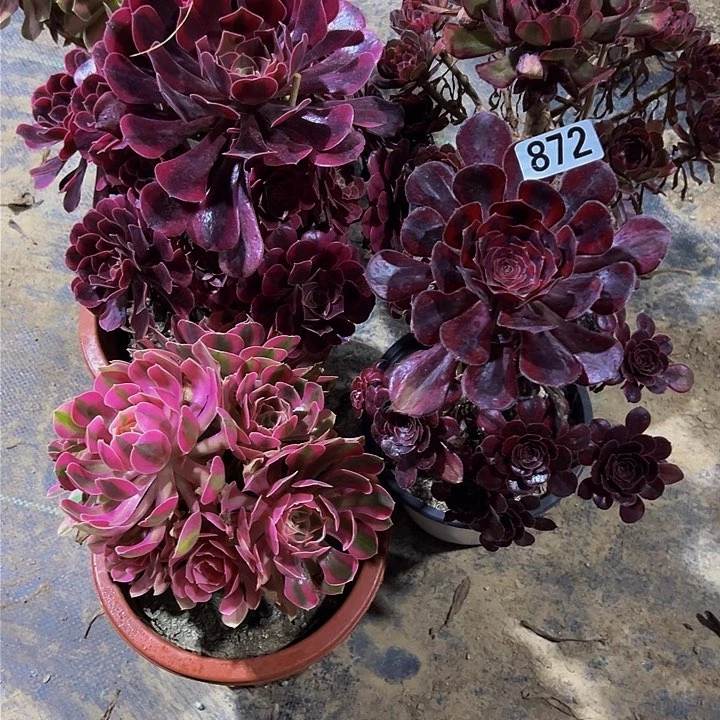 无花朵雅**艺四颗法师编号872