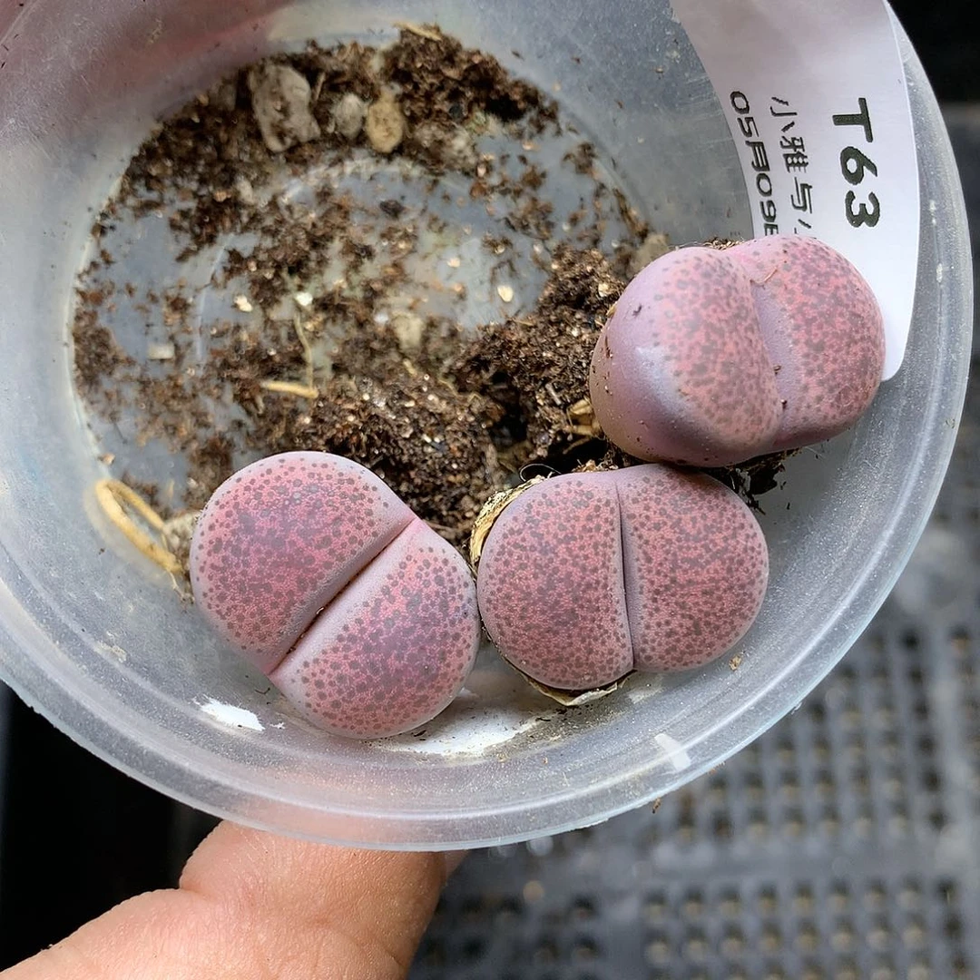 T63多肉植物保护