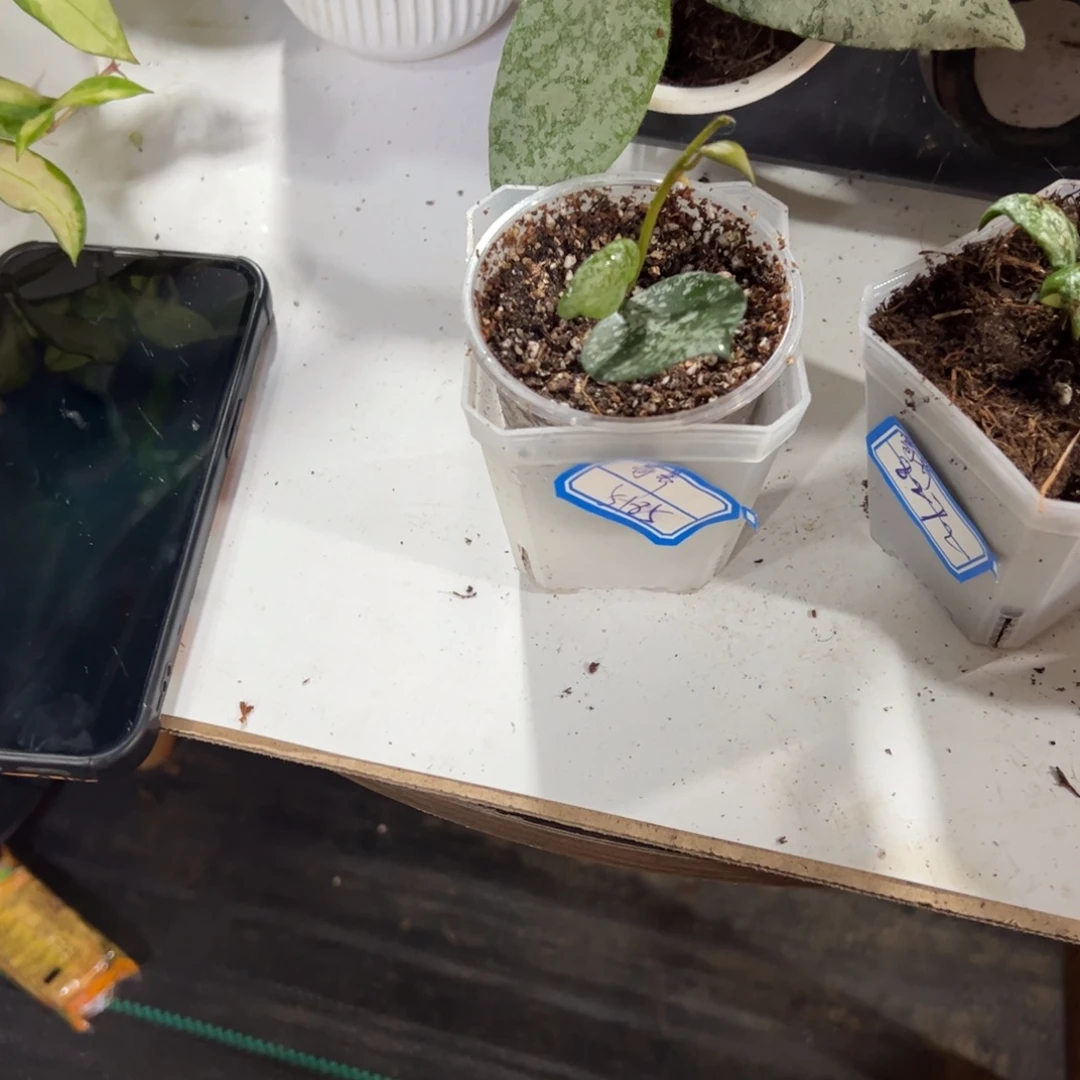 我***呀无花朵甜蜜爱情球兰