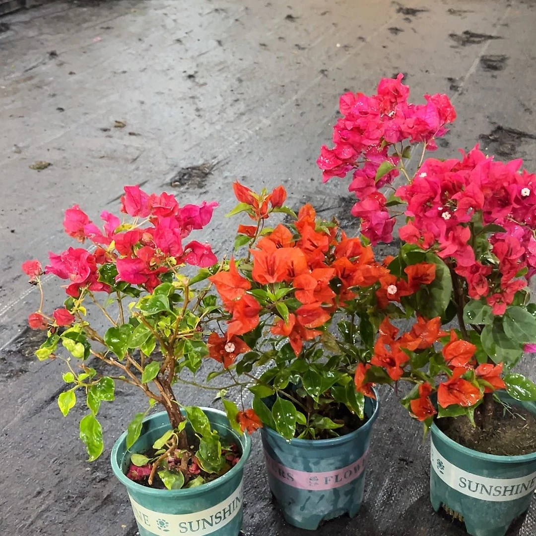 完全开放香港丽人，红桑巴，加州红