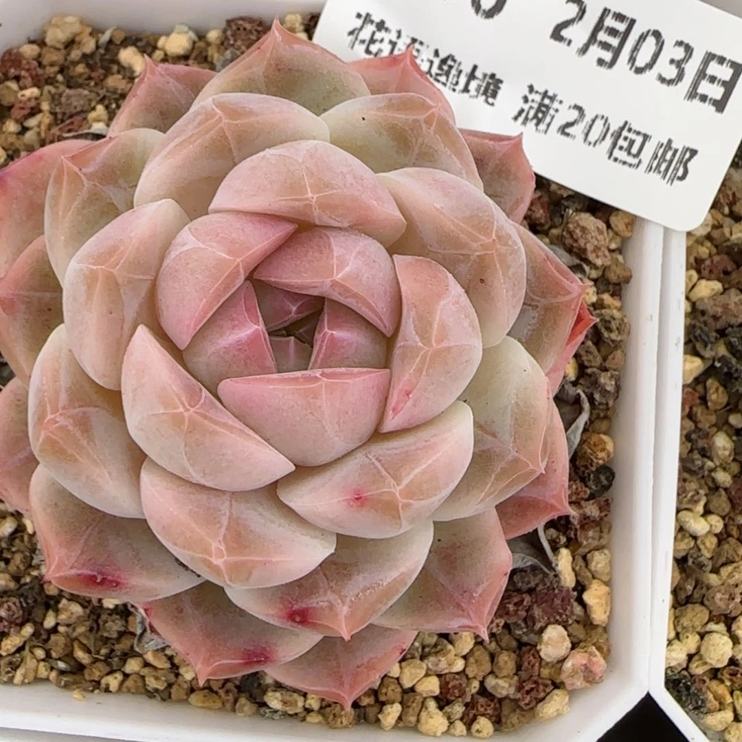 花语逸镜0203-706