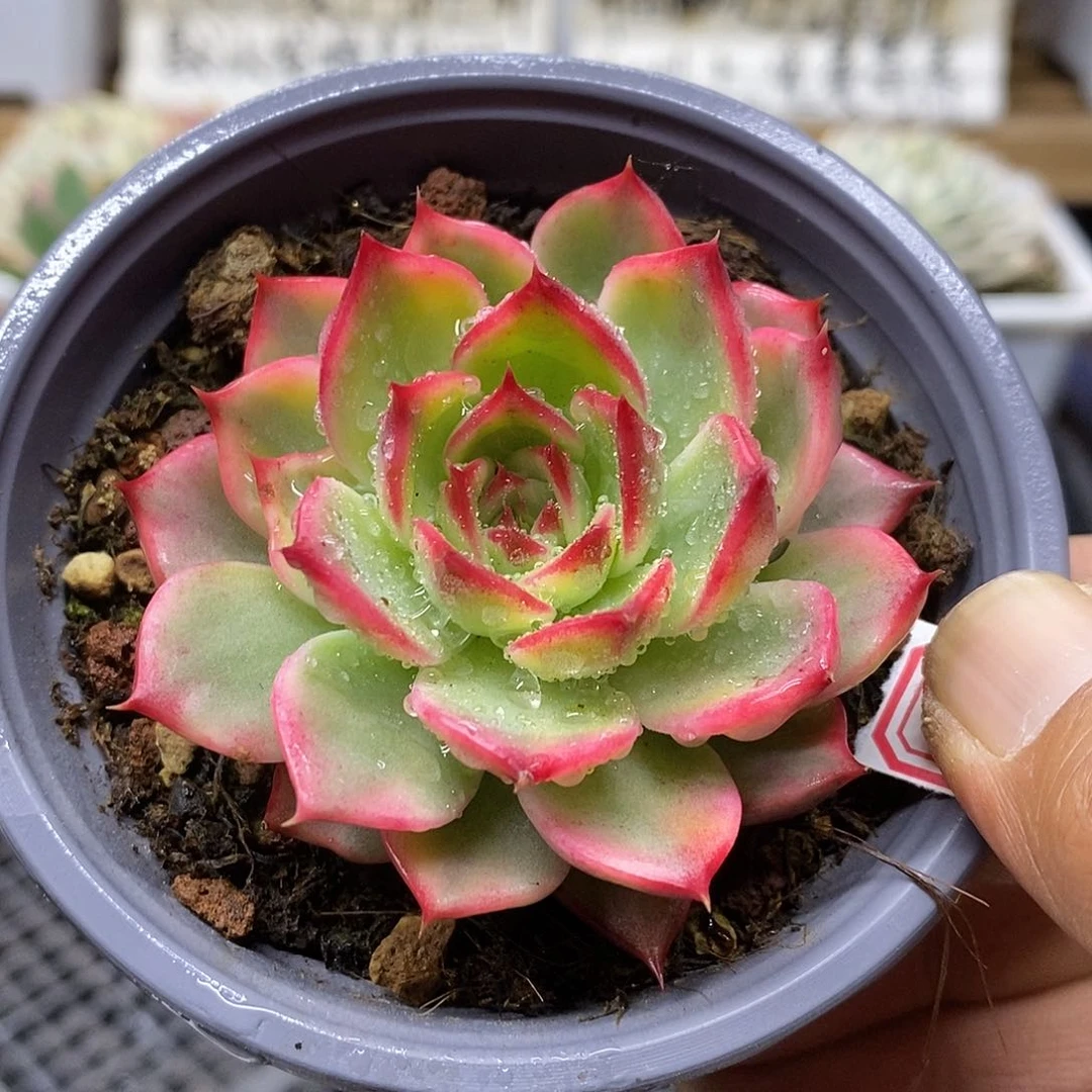 09117 桃花覆轮锦