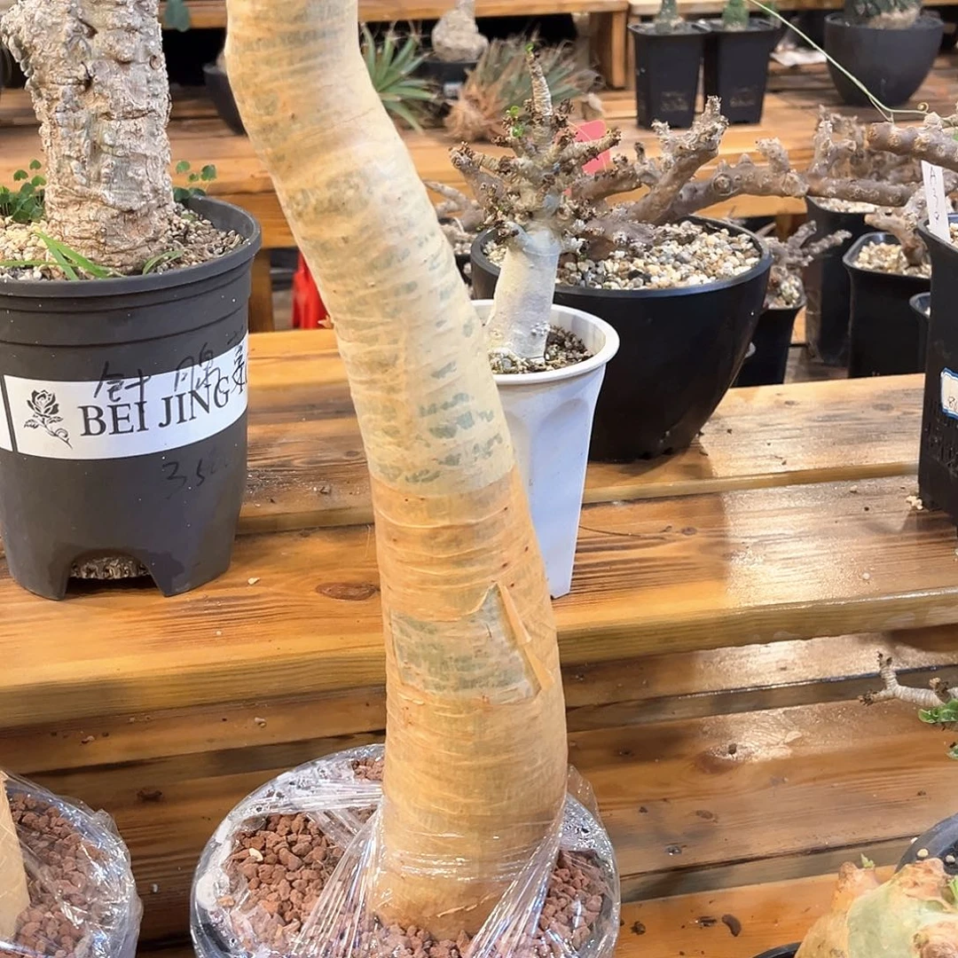 T***a柯氏葡萄翁，潮流植物