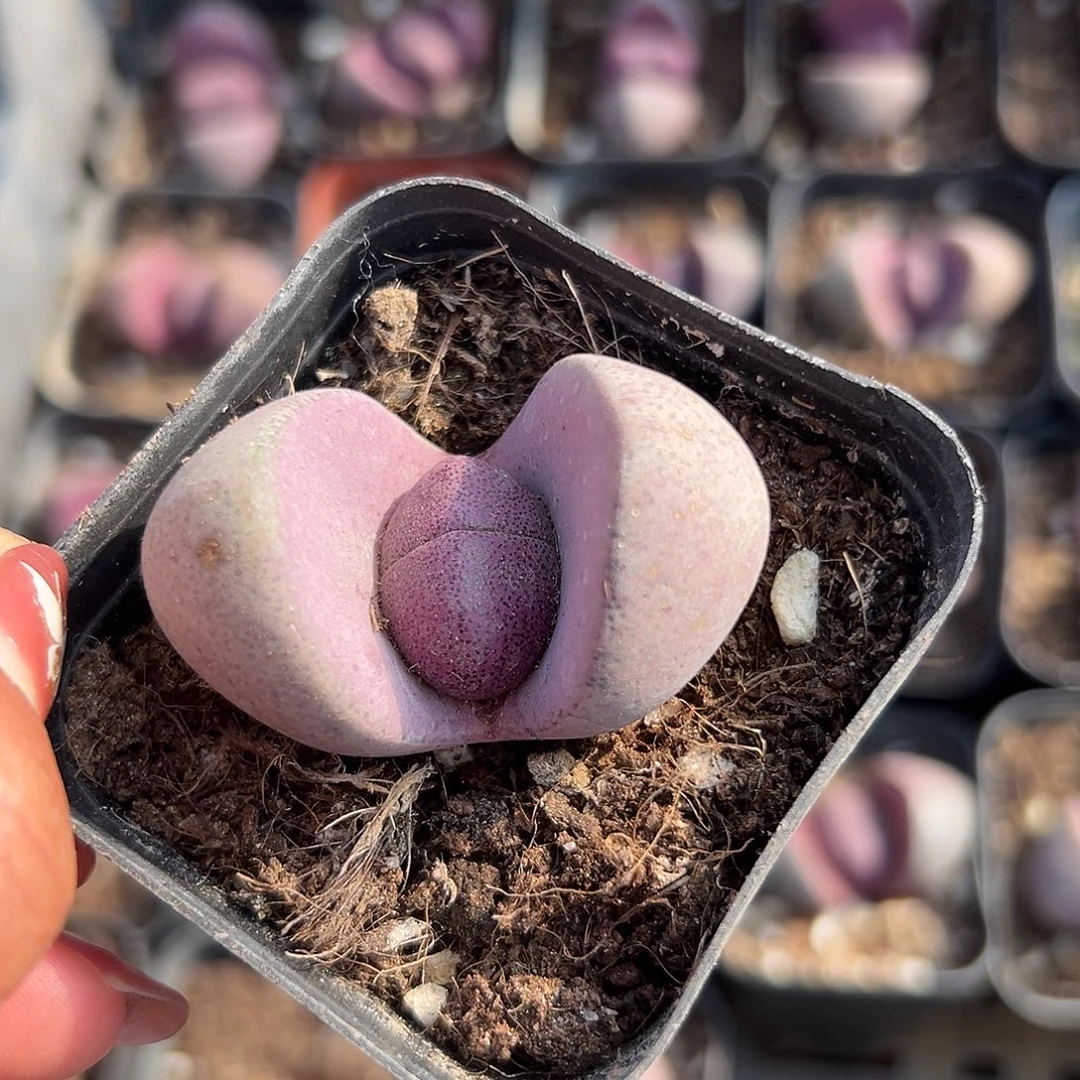 多肉植物紫帝玉单头