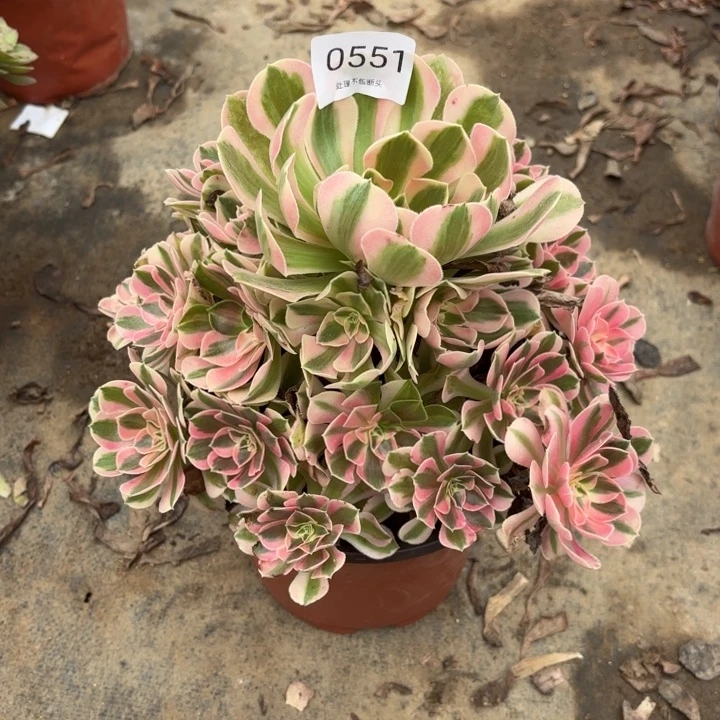 粉女巫多肉处理不包断头0551