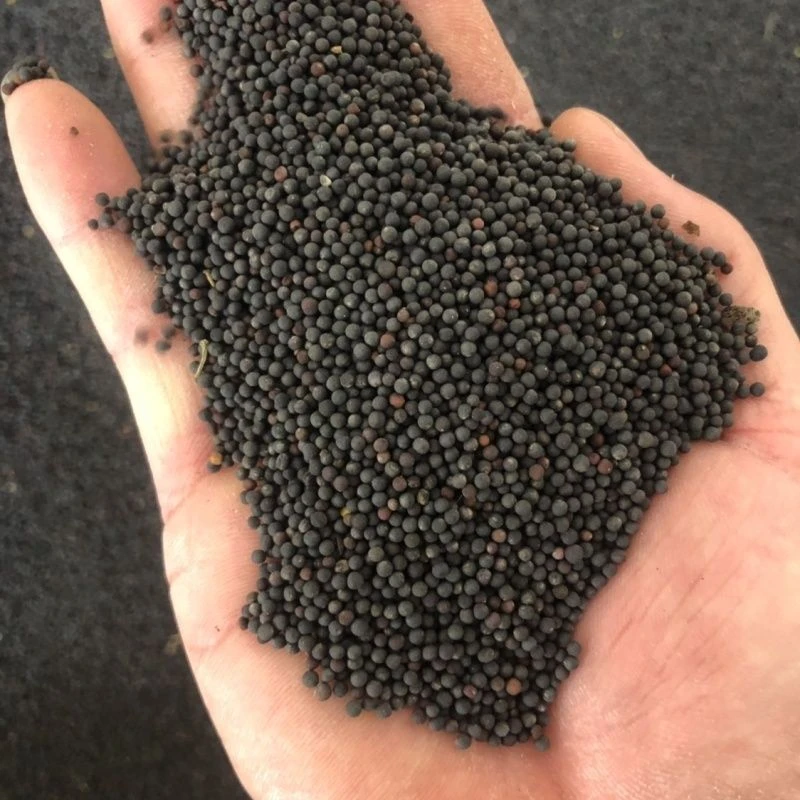 秦岭山区老品种油菜籽250g500g可种植观赏油菜花搭配黑豆