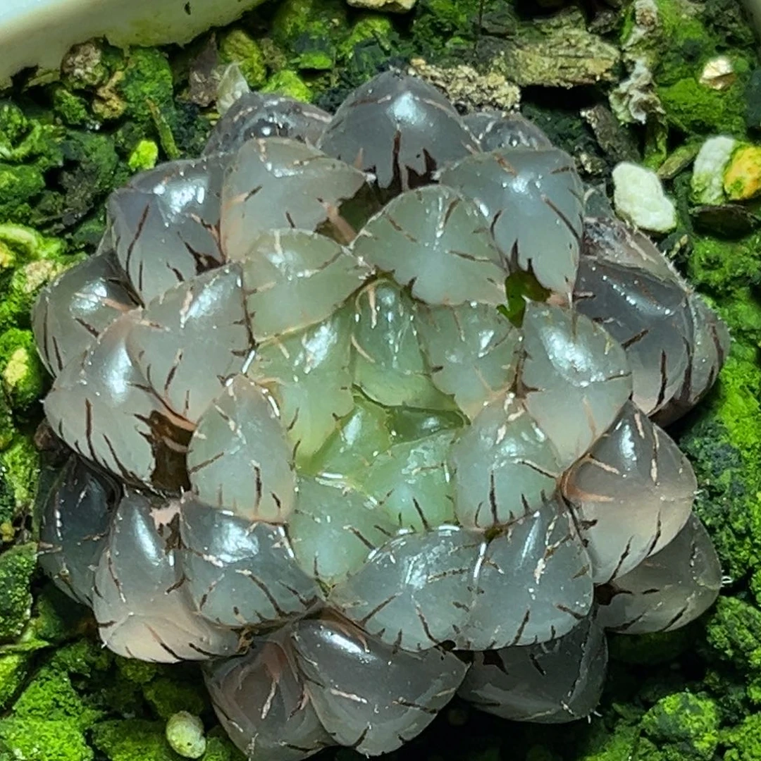 恭喜发财大吉大利0042